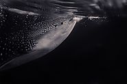 Whale sharks have massive mouths
