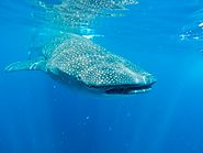 Whale shark diets