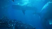 Whale sharks are solitary souls