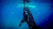 Whale sharks are sensitive to scents