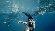 Safety rules for swimming with whale sharks