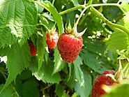 Growing Organic Raspberries | GARDENS NURSERY