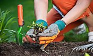 Gardening Tips: Maintenance of garden | GARDENS NURSERY