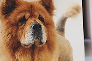 Working Full Time? Here Are 6 Dog Breeds For You