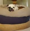 Pet Beds Large Dogs
