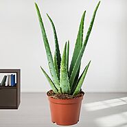 Buy or Order Aloe Vera Potted Plant Online | Same Day Delivery Gifts - OyeGifts.com