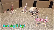 They are highly trainable and rat agility is the cutest thing in all of ever.