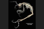 Images of the World - Top 10 new Species of 2014
