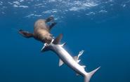 Images of the World - Sharks: Deadly or Endangered? (Part I).
