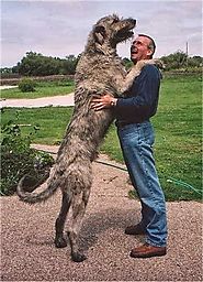 2. Irish Wolfhound