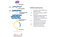 PCR based Antibody Sequencing- MtoZ Biolabs