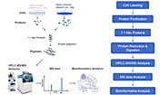 SILAC/Dimethyl Quantitative Proteomics-MtoZ Biolabs
