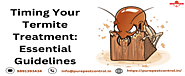 Timing Your Termite Treatment: Essential Guidelines