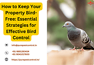 How to Keep Your Property Bird-Free: Essential Strategies for Effective Bird Control – Pure Pest Control