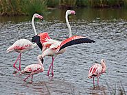 List of Famous Bird Sanctuaries in India - Largest bird sanctuary in India