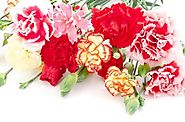 Bật mí ý nghĩa của hoa cẩm chướng