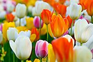 Khám phá ý nghĩa của hoa Tulip trong tình yêu