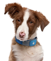 GPS Dog Tracker Reviews