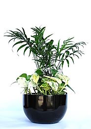 Hire Plants For Every Occasion For Indoor Office Services