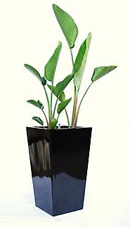 Essential Benefits Of Having Indoor Plant For Your Home