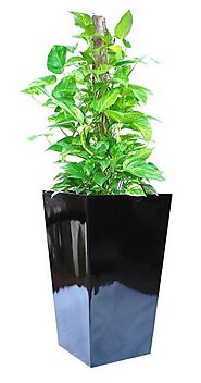 Get the Indoor Plants Hire - Luwasa Indoor Plant Hire