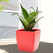 Buy or Order Green Sansevieria Plant Online | Same Day Delivery Gifts - OyeGifts.com