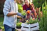 How to Beautify Your Garden and Lawn