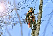 The Advantages of Hiring a Professional Tree Service