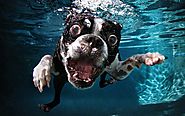 Dog Swimming-Viral Pic