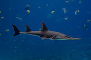 Giant Guitarfishes