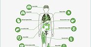 What Is The Mechanism of Action of CBD and the Endocannabinoid System?