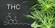 THC(Tetrahydrocannabinol): Everythings You Need to know about It