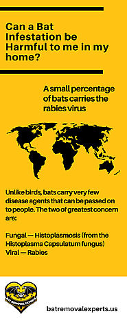 Health Hazards Caused by Bat Infestations
