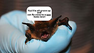 Bat Maternity Season Is Now Over in Palm Beach Florida! - Bat Removal Experts