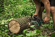 How Stump Removal Can Improve Your Adelaide Property's Value