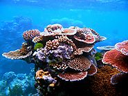 The Reef Ecosystem