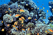 Reef Animals and Fish