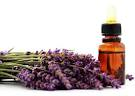 Reasons Behind the Popularity of Essential Oils