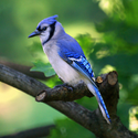 PEI's official bird is the blue jay.