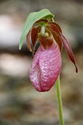 PEI's official flower is the Lady Slipper.