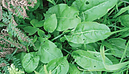 Wild Sorrel Identification, its Uses and Delicious Sorrel Recipes