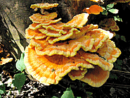 Chicken of the Woods | Identification, Recipes and Look alikes.
