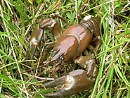 Catching & Preparing Crayfish using Pots and Traps UK