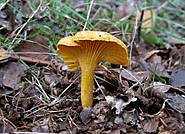 The Chanterelle Mushroom and false Chanterelle identification UK
