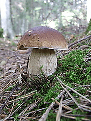 The Penny Bun, Cep or Porcini – the cooks mushroom