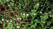 Chickweed: The Edible and Delicious Weed