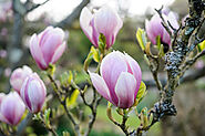 Magnolia Flower: Edibility, Uses and Recipes UK