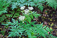 Sweet Cicely plant, seeds and roots identification