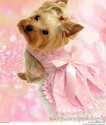 Dress Your Dog In Pink Dog Dresses