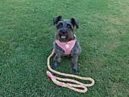 Different Types of Dog Leashes & How to Pick the Best For Your Dog